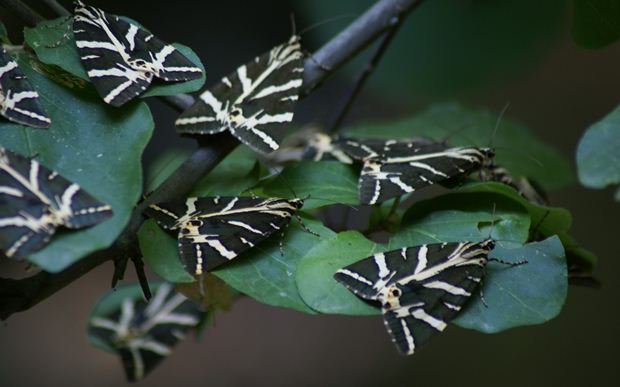 kelebekler-vadisi-kelebekler