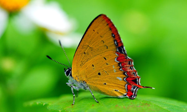 kelebekler-vadisi-konyaya-yilda-1-milyon-turist-cekecek-3937